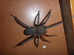 Ancylometes bogotensis