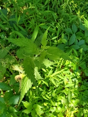 Urtica dioica dioica