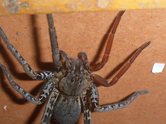 Ancylometes bogotensis