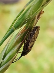 Nithecus jacobaeae