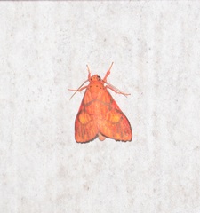 Sarbine flavodiscalis