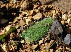 Lachenalia comptonii