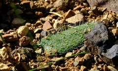 Lachenalia comptonii