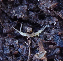 Campodeidae