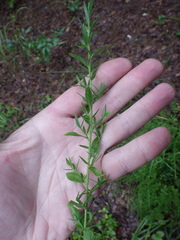 Genista germanica
