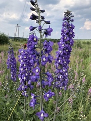 Delphinium cultorum