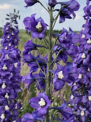Delphinium cultorum