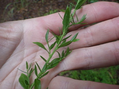 Genista germanica