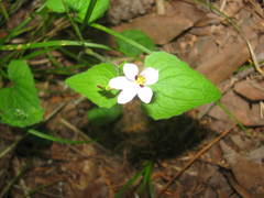 Viola ocellata