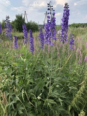 Delphinium cultorum
