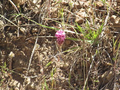 Castilleja densiflora