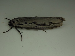 Ethmia monticola