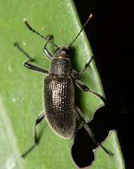 Strongylium albopilosum