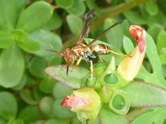 Polistes dorsalis neotropicus