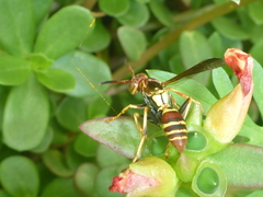 Polistes dorsalis neotropicus