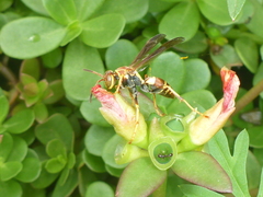 Polistes dorsalis neotropicus