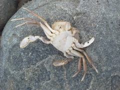 Liocarcinus vernalis