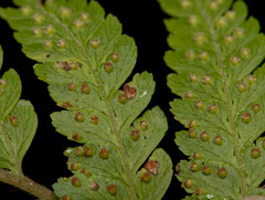 Microlepia trichocarpa