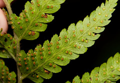 Microlepia trichocarpa