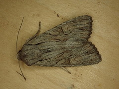 Fishia yosemitae