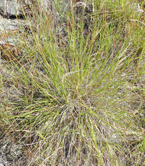 Festuca idahoensis