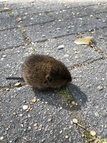 ミズハタネズミ