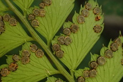 Arachniodes amabilis