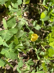 Arachis repens