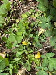 Arachis repens