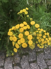 Tanacetum vulgare