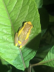 Dendropsophus bifurcus