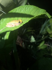 Dendropsophus bifurcus