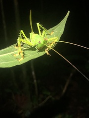 Panacanthus cuspidatus