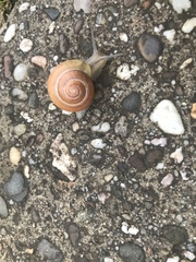 Cepaea