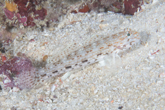 Istigobius decoratus