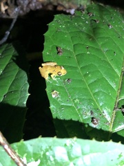 Pristimantis altamnis