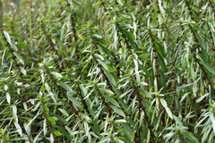 Hygrophila lacustris
