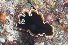 Pseudobiceros hancockanus