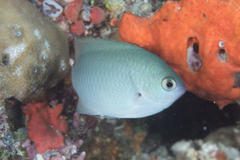 Pomacentrus callainus