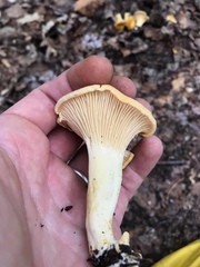 Cantharellus tenuithrix