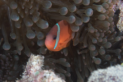 Amphiprion barberi