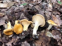 Cantharellus tenuithrix