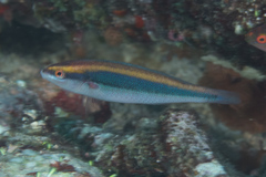 Stethojulis notialis