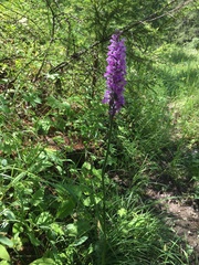 Dactylorhiza majalis