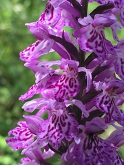 Dactylorhiza majalis