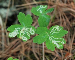 Phytomyza minuscula group