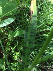 Dactylorhiza majalis