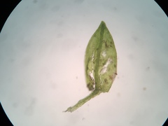 Platylomella lescurii