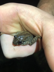 Leptodactylus wagneri