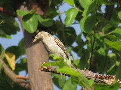 Gymnoris xanthocollis